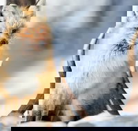 Winter Yellowstone Tour With Optional Hike or Snowshoe - Students Accommodation