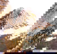 Experience Raptors and Falconry - Tourism Bookings