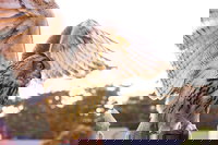 Reno Nv Tourism Bookings