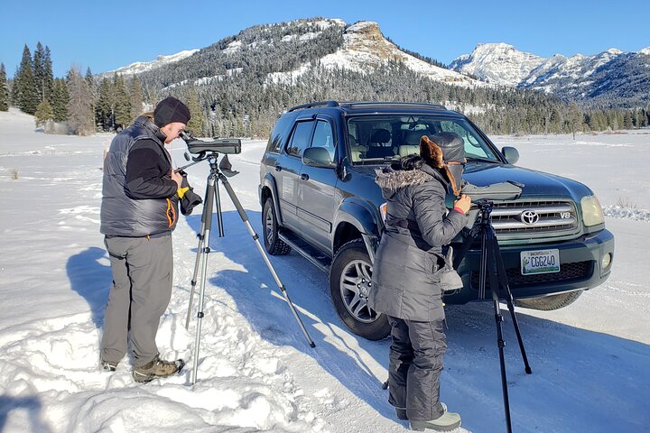 Wolf & Wildlife Watching In Yellowstone's Northern Range - thumb 1