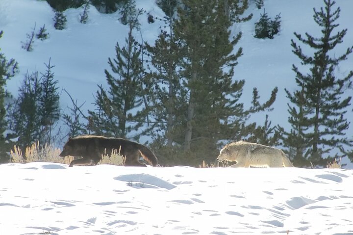 Wolf & Wildlife Watching In Yellowstone's Northern Range - thumb 2
