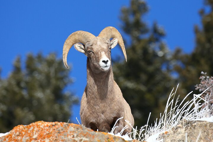 Wolf & Wildlife Watching In Yellowstone's Northern Range - thumb 3