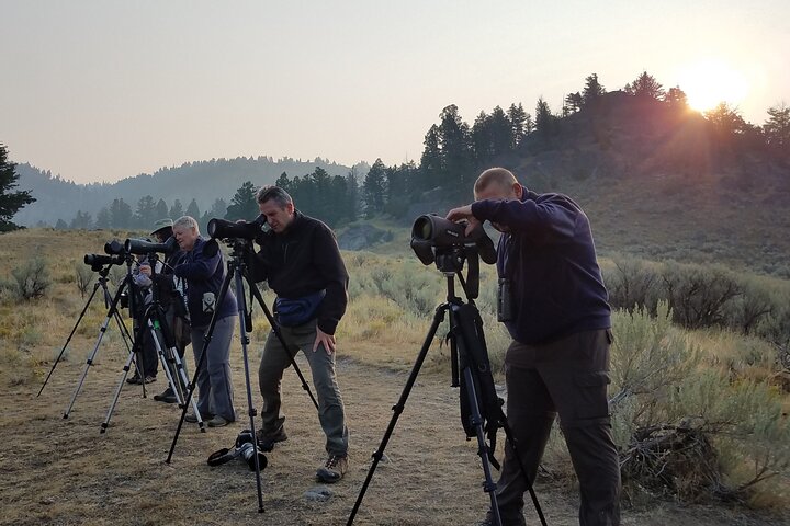 Wolf & Wildlife Watching In Yellowstone's Northern Range - thumb 4