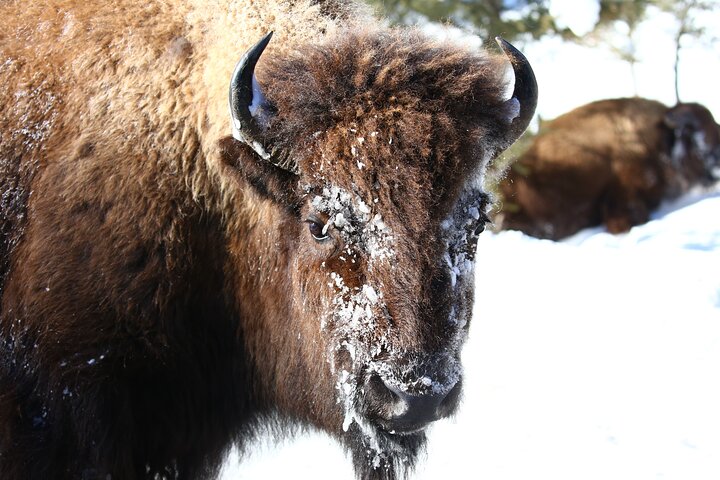 Wolf & Wildlife Watching In Yellowstone's Northern Range - thumb 5