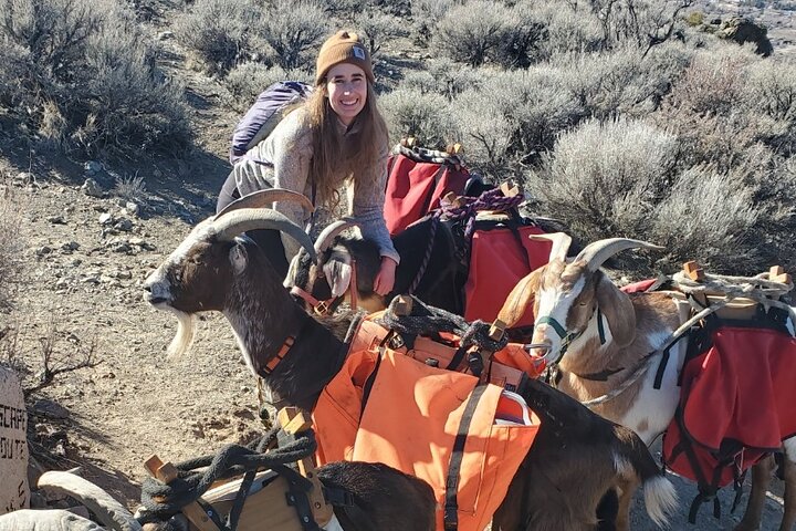 Morning Walks With High Sierra Pack Goats - thumb 0