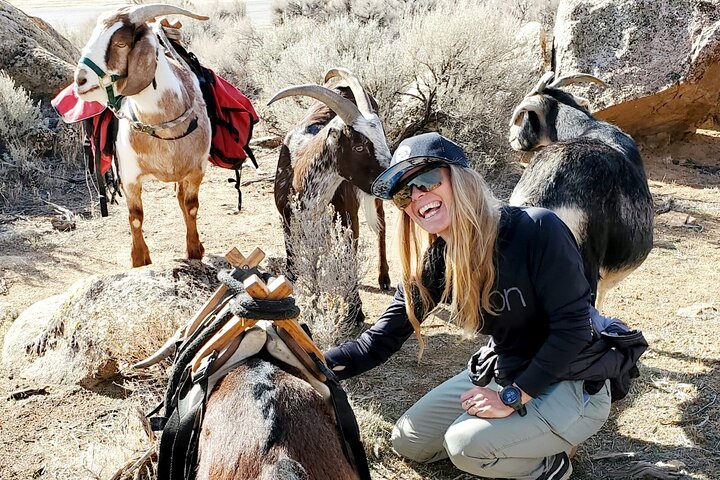 Morning Walks With High Sierra Pack Goats - thumb 1