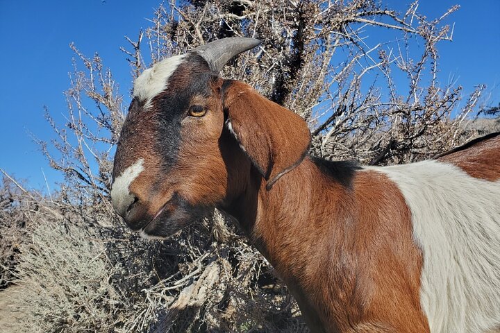 Morning Walks With High Sierra Pack Goats - thumb 2
