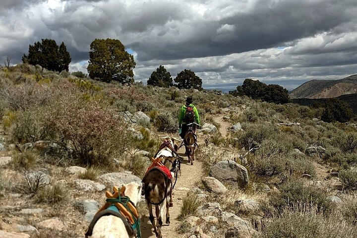 Morning Walks With High Sierra Pack Goats - thumb 3