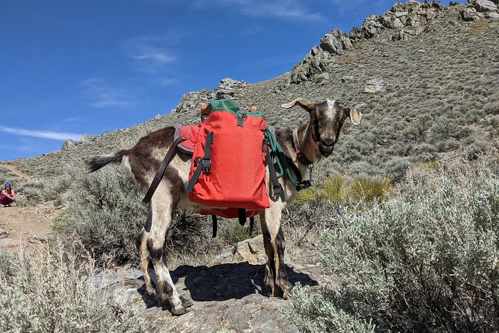 Morning Walks With High Sierra Pack Goats - thumb 4