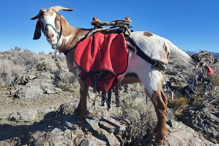 Morning Walks With High Sierra Pack Goats - thumb 5
