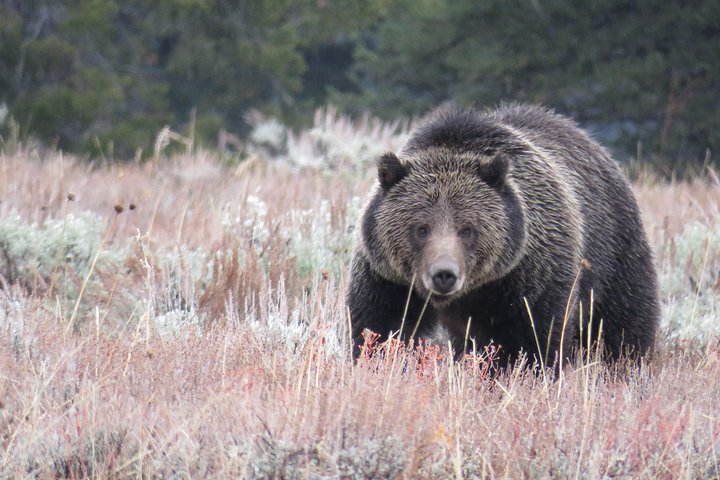 2-Day Private Tour Of Yellowstone National Park Lower & Upper Loops - thumb 0