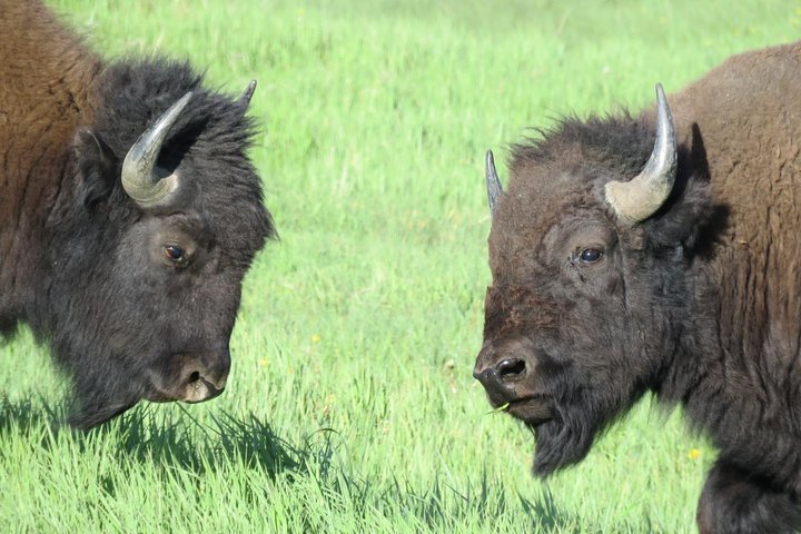 2-Day Private Tour Of Yellowstone National Park Lower & Upper Loops - thumb 1