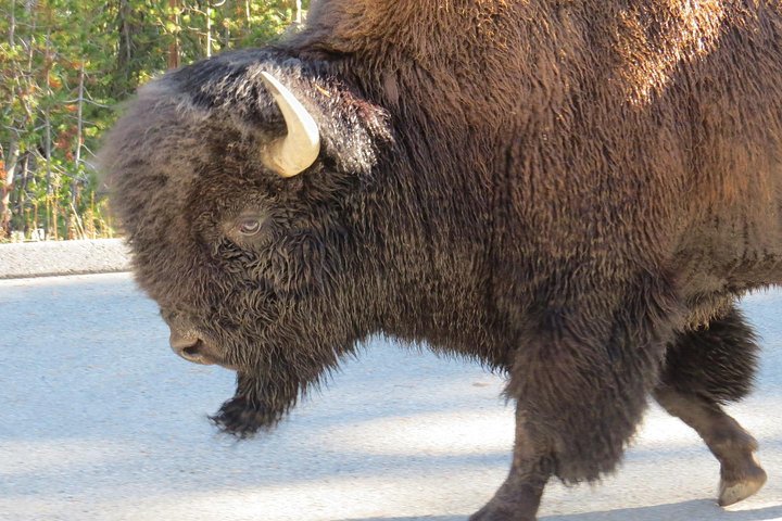 2-Day Private Tour Of Yellowstone National Park Lower & Upper Loops - thumb 3