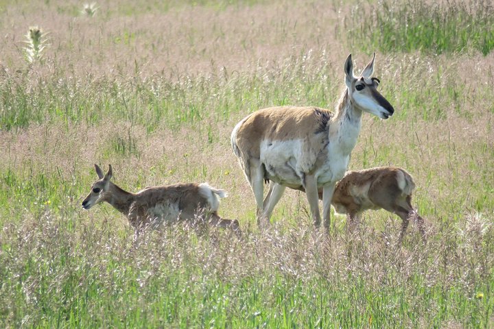 2-Day Private Tour Of Yellowstone National Park Lower & Upper Loops - thumb 4