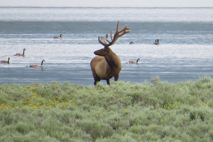 2-Day Private Tour Of Yellowstone National Park Lower & Upper Loops - thumb 5