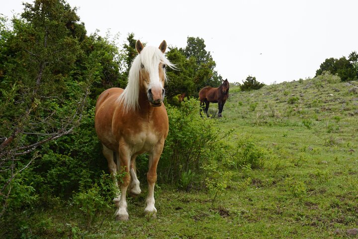 Pony Lead A Fun Experience For Young Children - thumb 1