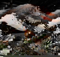 Branson Dinosaur Museum Admission Ticket - Students Accommodation