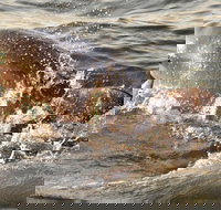 Dolphin Watching around Cape May - Tourism Bookings