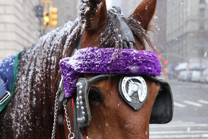 Standard Central Park Horse Carriage Ride (Long Loop - 45 Minutes) - thumb 2