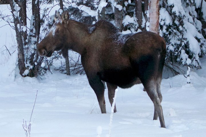 Winter All-In-One - thumb 1