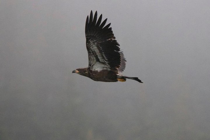 Winter All-In-One - thumb 4