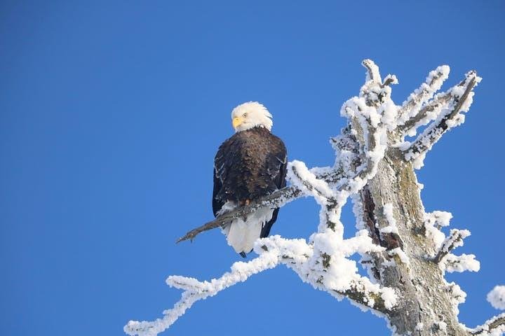 Winter All-In-One - thumb 5