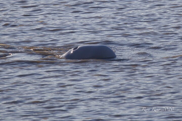 Summer All-In-One - thumb 2