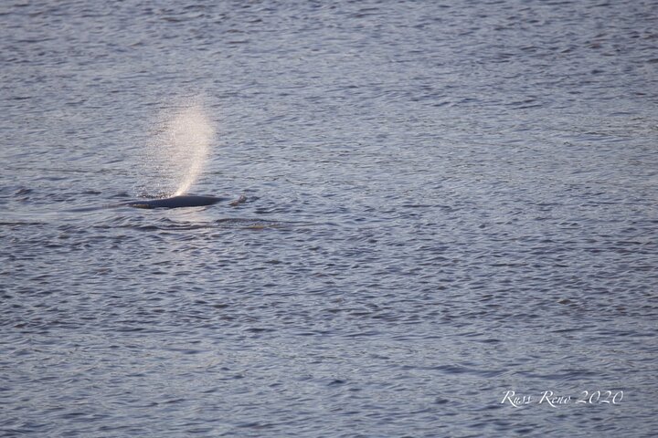 Summer All-In-One - thumb 4