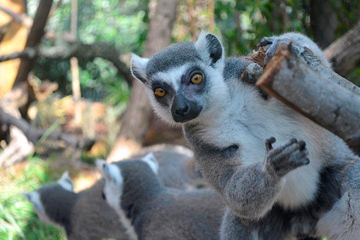 Tampa Bay CityPASS - thumb 4