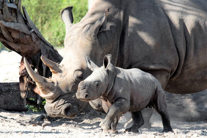 ZooTampa At Lowry Park Admission Ticket - thumb 4