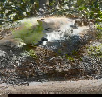 Glaciers and Wildlife Super Scenic Day Tour from Anchorage - USA Accommodation