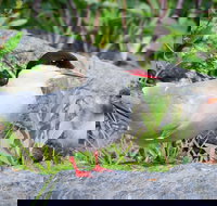 Alaska Wildlife Tour - USA Accommodation