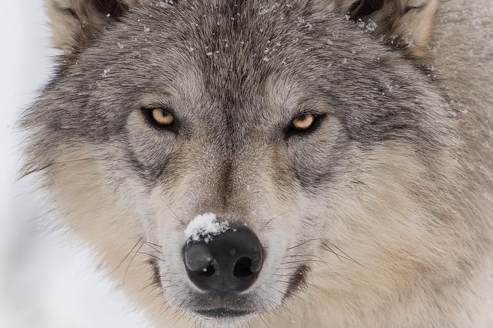 Alaska Wildlife Tour - thumb 5