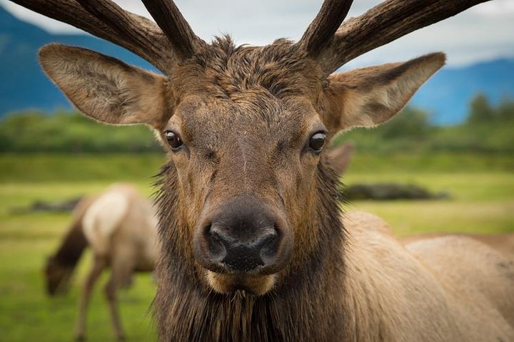 Glacier  Wildlife Discovery Tour