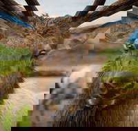 Glacier  Wildlife Discovery Tour - USA Accommodation