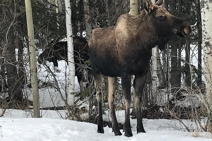 Winter - Wildlife  Turnagain Arm Tour