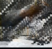 Winter - Wildlife  Turnagain Arm Tour - USA Accommodation