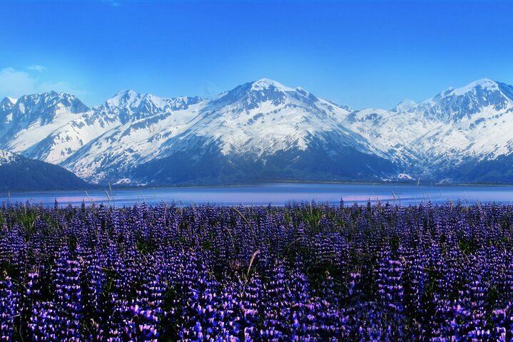 Alaska Wildlife Conservation Center Express