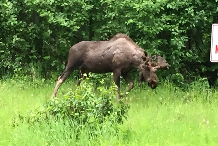 Wildlife And Glaciers With A Walk In The Rainforest - thumb 5