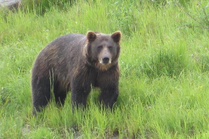 Bear Feeding at the Alaska Wildlife Conservation Center