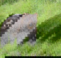 Bear Feeding at the Alaska Wildlife Conservation Center - USA Accommodation