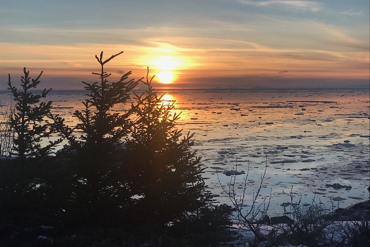 Bear Feeding At The Alaska Wildlife Conservation Center - thumb 4