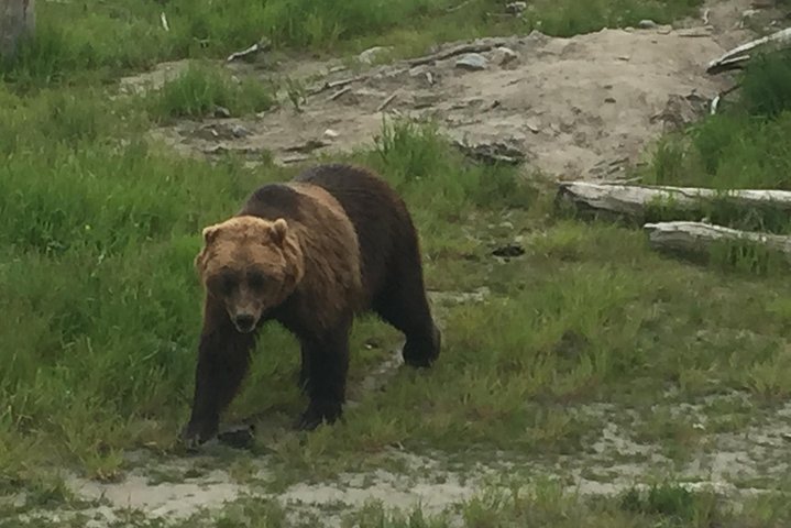Bear Feeding At The Alaska Wildlife Conservation Center - thumb 5