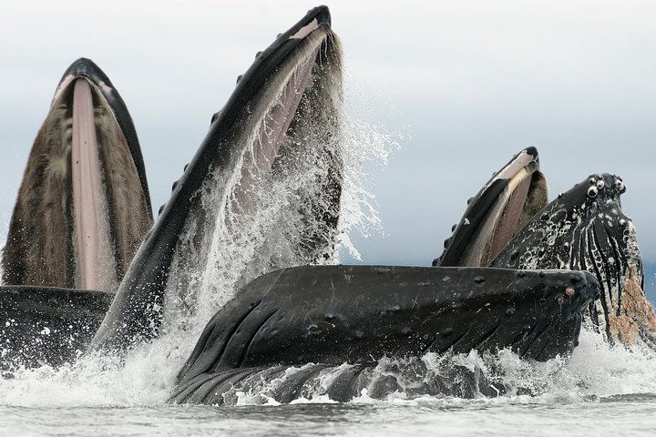 Paddle With Whales! Kayak Adventure - thumb 0