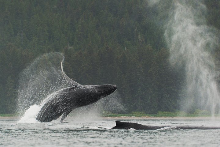 Paddle With Whales! Kayak Adventure - thumb 1