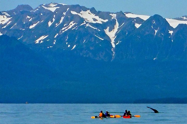 Paddle With Whales! Kayak Adventure - thumb 3