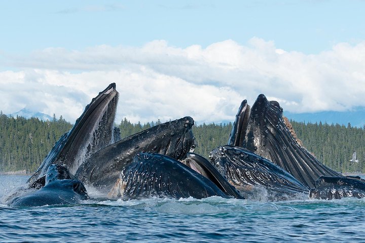 Paddle With Whales! Kayak Adventure - thumb 4