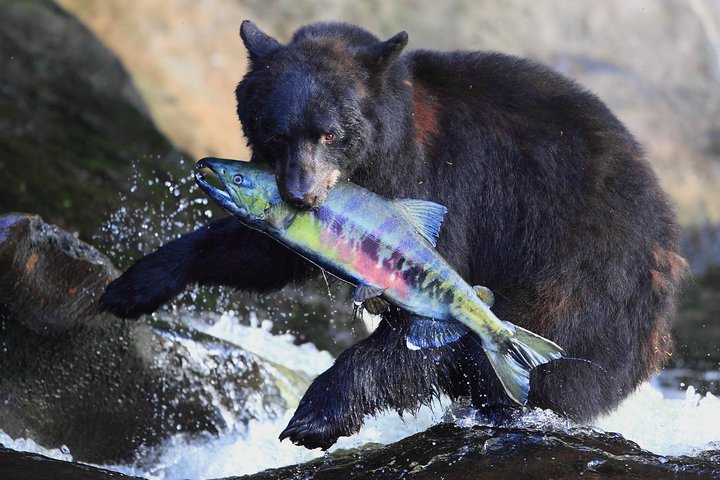 Neets Bay Bear Adventure & Flightseeing - thumb 0