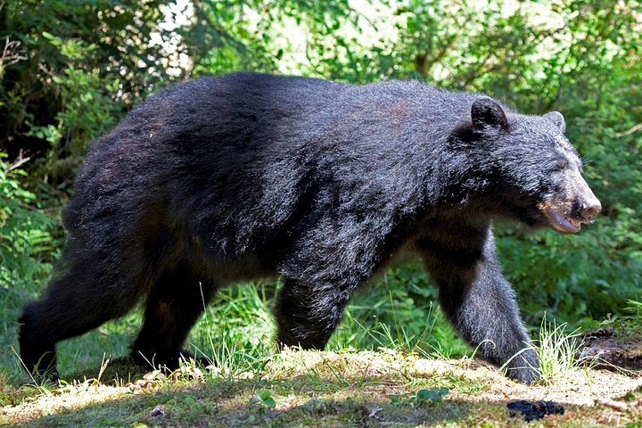 Neets Bay Bear Adventure & Flightseeing - thumb 4
