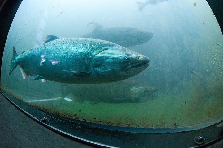 Half-Day Guided Tour Of Seattle City And Snoqualmie Falls - thumb 4